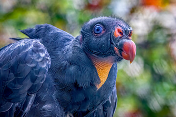 colorful close-up portrait of a king vulture
