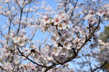 春の訪れ、満開の桜