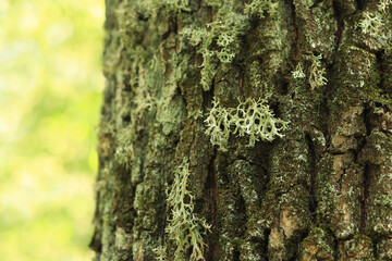 Oak moss (Evernia prunastri). Oak trunk covered with lichen. Cracked oak bark close-up and lichen. Drying of the tree. Damaged bark on the tree trunk, details. Moss