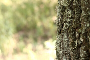 Oak moss (Evernia prunastri). Oak trunk covered with lichen. Cracked oak bark close-up and lichen. Drying of the tree. Damaged bark on the tree trunk, details. Moss
