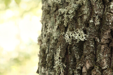 Oak moss (Evernia prunastri). Oak trunk covered with lichen. Cracked oak bark close-up and lichen....