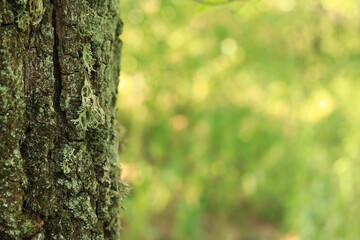 Obraz premium Oak moss (Evernia prunastri). Oak trunk covered with lichen. Cracked oak bark close-up and lichen. Drying of the tree. Damaged bark on the tree trunk, details. Moss