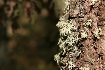 Oak moss (Evernia prunastri). Oak trunk covered with lichen. Cracked oak bark close-up and lichen. Drying of the tree. Damaged bark on the tree trunk, details. Moss