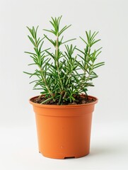 Potted Rosemary Herb Plant On White Background
