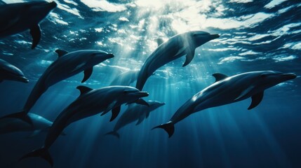 Fototapeta premium Dolphins Swimming Underwater with Sunbeams
