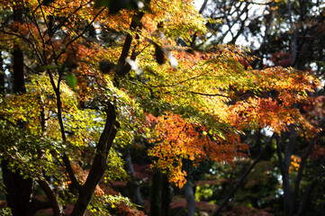 Sunlit Autumn Leaves in a Forest