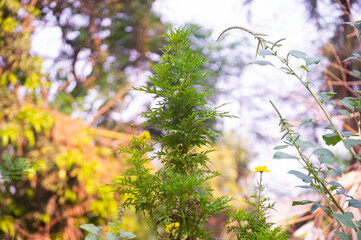 kenikir leaves with nature blur background