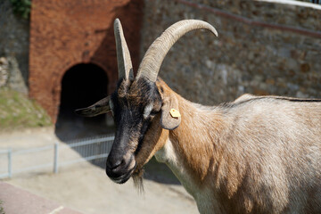 Brown male goat with horns - close-up on head