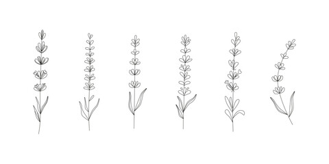 Linear lavender flower clipart. Wildflower. Lavender extract for cosmetics, oil, medicine. Blooming blossom drawing. Line art, contour, sketch. Summer and spring garden. Vector isolated on white.