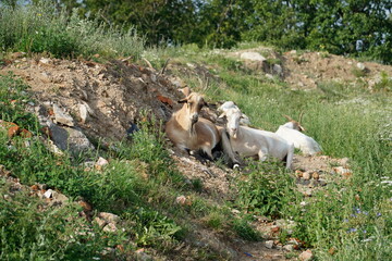 Herd of goats laying on rocks