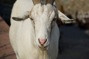 White male goat - close-up on head