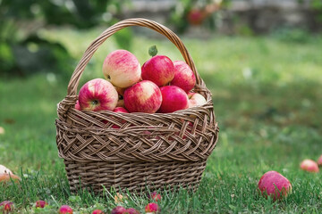 A wicker basket full of fresh fruit. Basket with red apples. Beautiful sunlight. Autumn harvest, harvesting or harvesting.