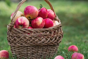 A wicker basket full of fresh fruit. Basket with red apples. Beautiful sunlight. Autumn harvest,...
