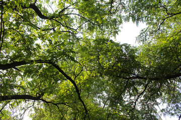 green leaves and sky, branches of acacia tree with green leaves