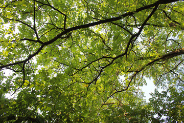green leaves against sky, tree in the park
