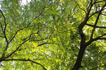 branches, green leaves of the sky, tree in the forest 