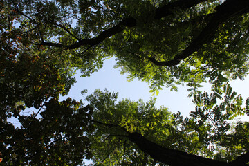 trees in the forest, branches with green leaves on the background of the blue sky