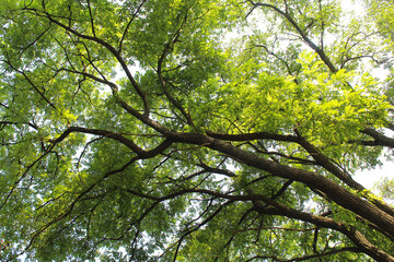 branches, green leaves of the sky, tree in the forest 