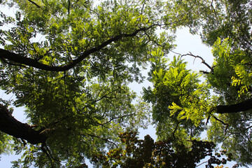 branches with green leaves on the background of the blue sky