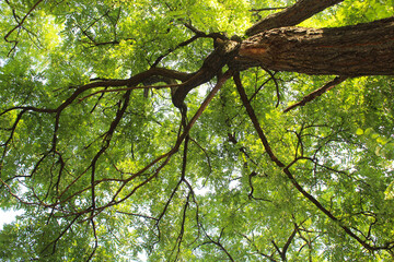 Fototapeta premium green leaves in the forest. green leaves and sky, 
