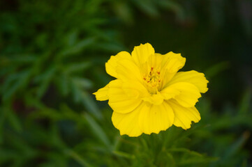 Cosmos flower, a tropical plant belonging to the kenikir-kenikiran tribe which originates from Latin America and Central America, but grows wild and is easily found in Florida, the United States, as w
