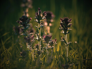 bahar bitkileri renkli