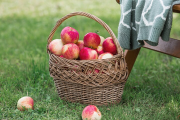 A wicker basket full of fresh fruit. Basket with red apples. Beautiful sunlight. Autumn harvest,...