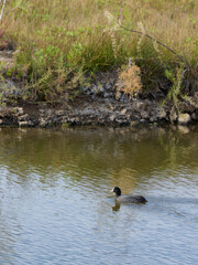 FOCHA COMUN (Fulica Atra)