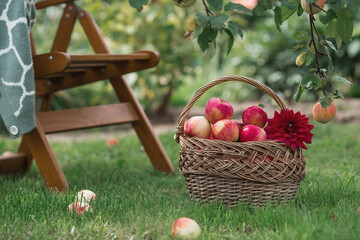 A wicker basket full of fresh fruit. Basket with red apples. Beautiful sunlight. Autumn harvest,...