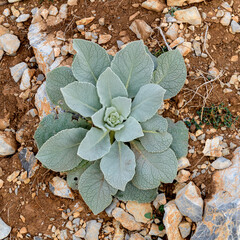 PLANTA SILVESTRE DE VERBASCO (Verbascum Thapsus)