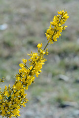 FLORES DE ALIAGA (Genista Scorpius)