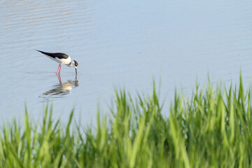 CIGÜEÑUELA COMÚN (Himantopus Himantopus)