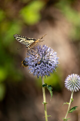 butterfly on a flower