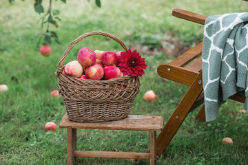 A wicker basket full of fresh fruit. Basket with red apples. Beautiful sunlight. Autumn harvest,...