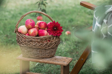 A wicker basket full of fresh fruit. Basket with red apples. Beautiful sunlight. Autumn harvest,...