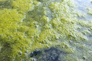 Proliferation of algae and verdin in irrigation water, eutrophication is the most important pollution process of stagnant waters