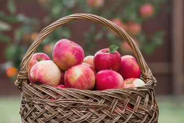 A wicker basket full of fresh fruit. Basket with red apples. Beautiful sunlight. Autumn harvest, harvesting or harvesting.