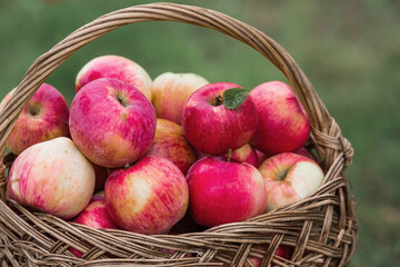 A wicker basket full of fresh fruit. Basket with red apples. Beautiful sunlight. Autumn harvest, harvesting or harvesting.
