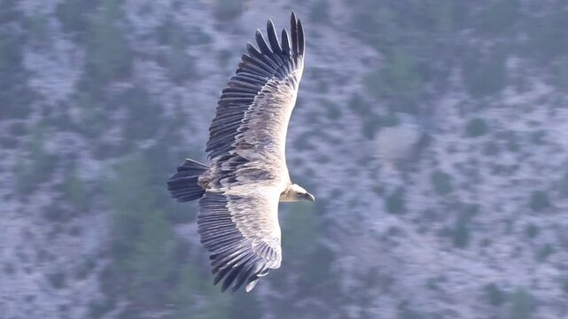 Primer plano de buitre leonado volando en el Barranc del Cint, Alcoy, Espa&ntilde;a