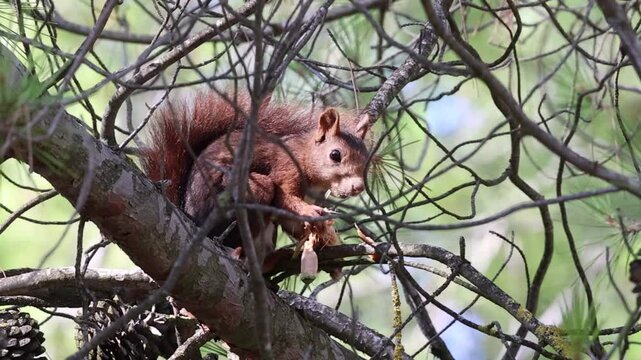 Ardilla roja europea inmovil para no ser detectada entre ramas de pino mientras come un cono de pino, Alcoy, Espa&ntilde;a