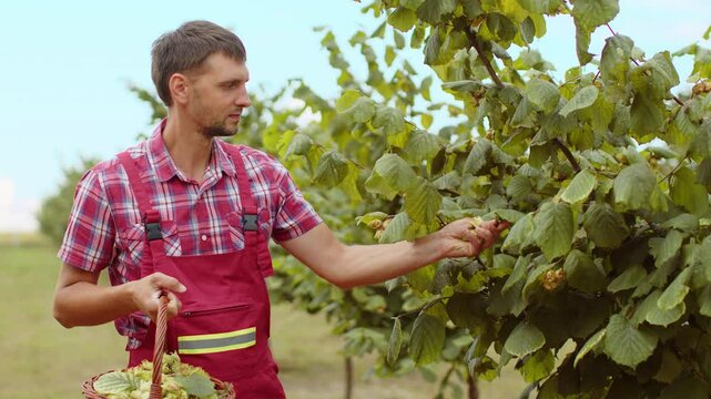 Caucasian man farmer plucks collects ripe hazelnuts from deciduous hazel tree rows in garden. Gardener agronomist growing raw nuts fruit on plantation field. Harvesting farm time. Healthy natural food