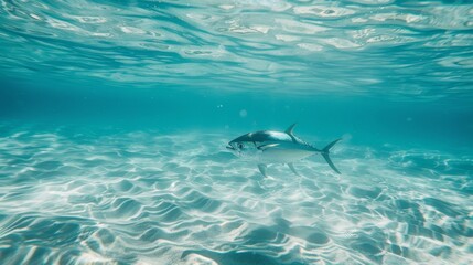 Fototapeta premium A solitary fish glides gracefully through the crystal-clear turquoise waters, illustrating the serene and untouched underwater world.