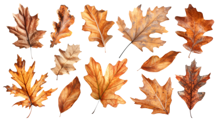 Set of isolated dry oak and Autumn leaves on a transparent background. Volume 1: Orange and brown color tone.