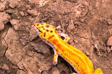 shot on bright orange leopard gecko on garden soil