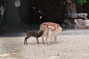 Baby fawn is fed with mother's milk. A picture from the zoo
