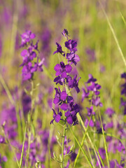 Purple wild flower field of oriental knight spur plant, Consolida orientalis
