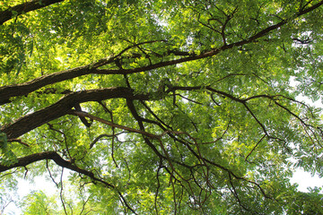 green leaves and sky, branches with green leaves on the background of the blue sky 