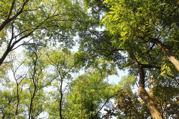  beautiful view of trees in the forest, acacia trees