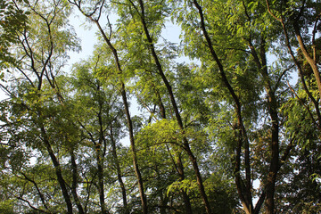 Obraz premium trees in the forest, beautiful view of trees in the forest, acacia trees