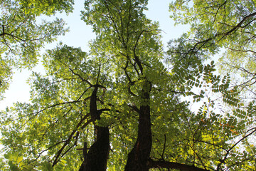 tree in the forest,  beautiful view of trees in the forest, acacia trees